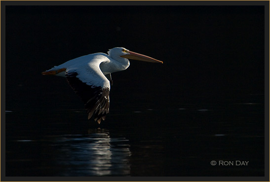 White Pelican, (Pelecanus erythrorhynchos), Flying